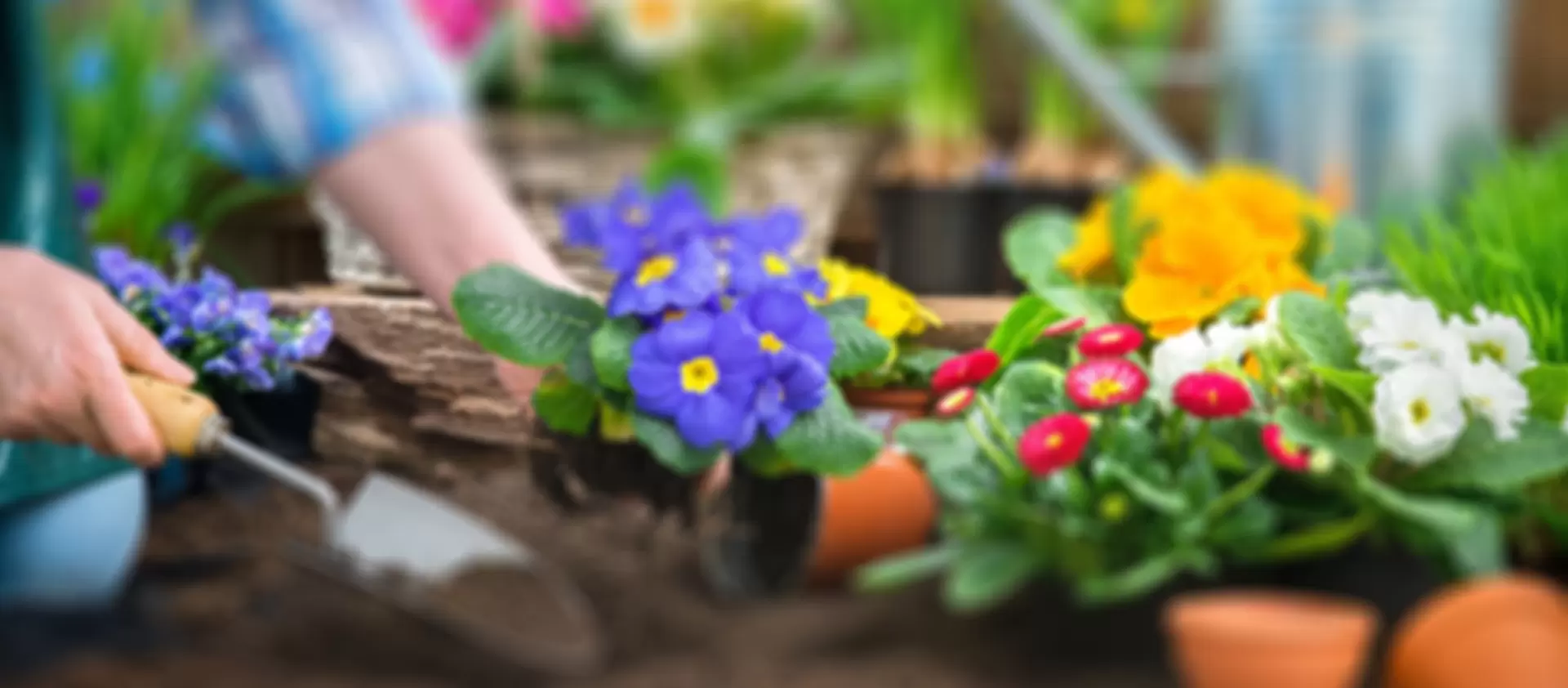 banner-gardening-9709-1751564280